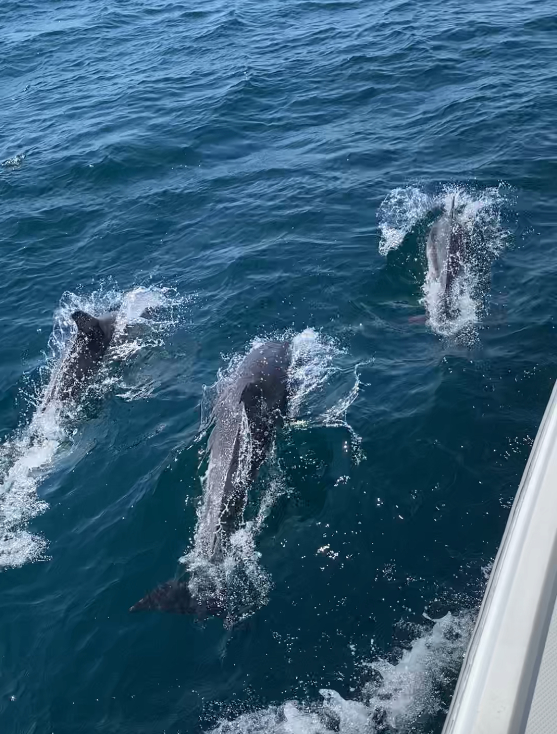 thee dolphins breaching