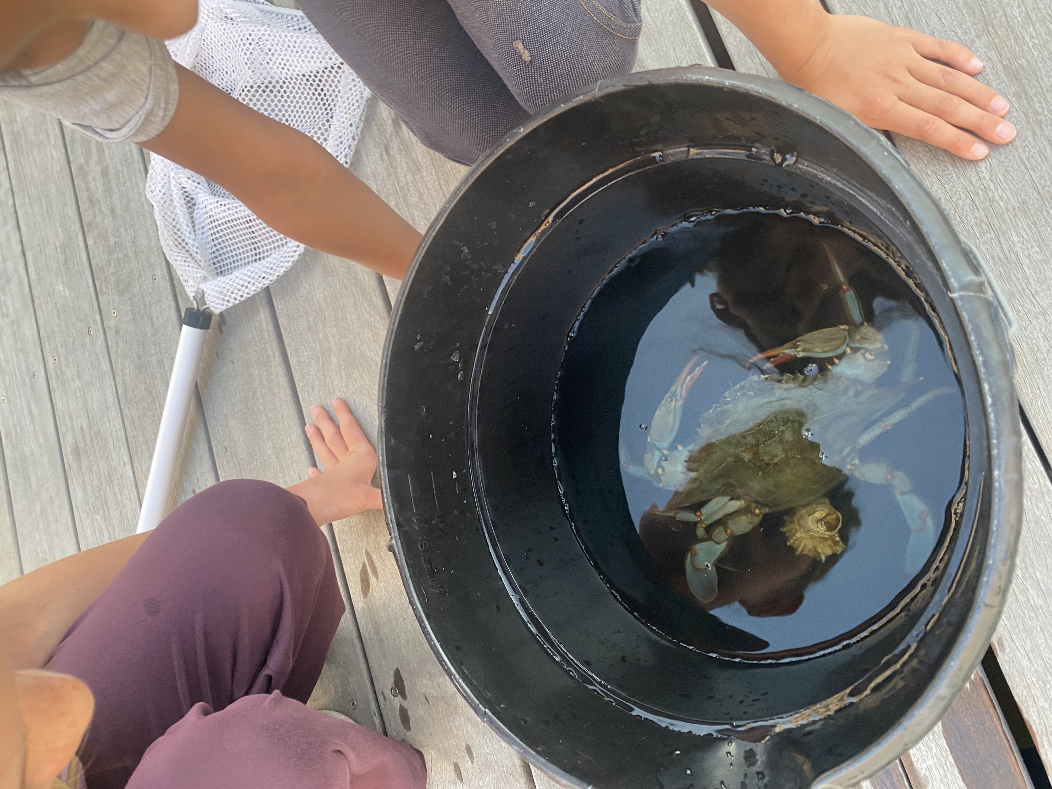 crab in a bucket
