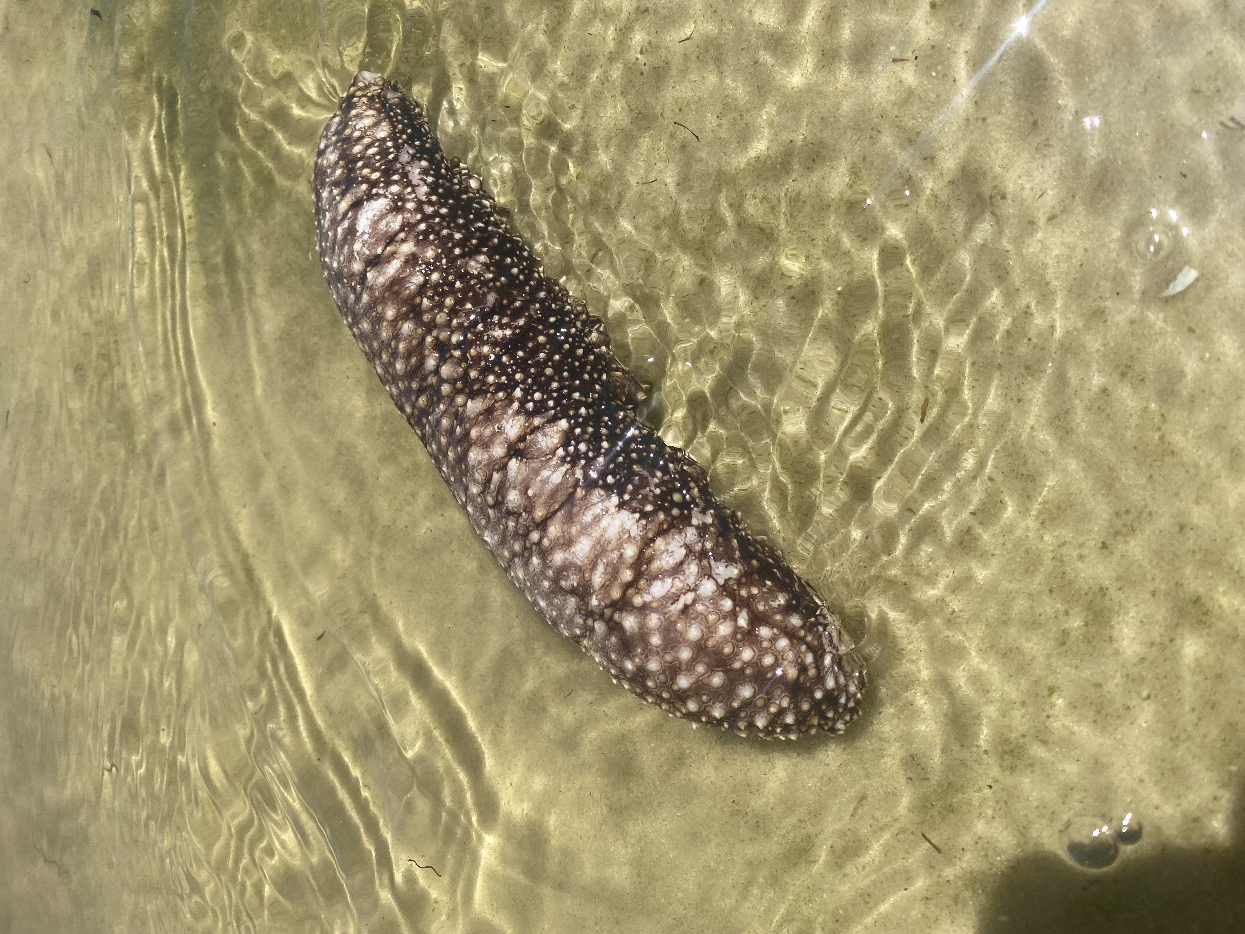 Sea Cucumber